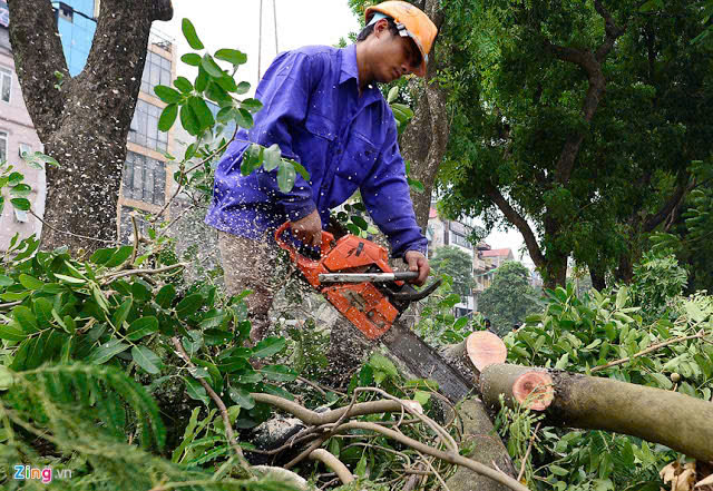 thợ cưa cây ,hạ cây tại pleiku gia lai